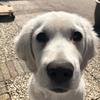 Profile Picture of Bobthegolden (@@bobthegolden) on Tiktok