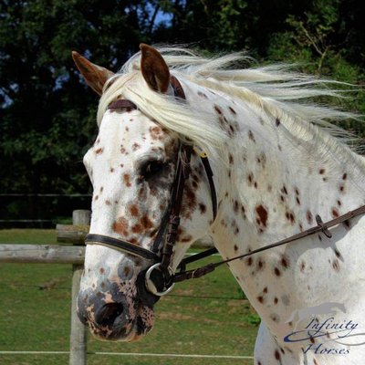 Profile Picture of Michel Belgium (@Michel_Iris_be) on Twitter