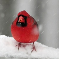 Gracie Lu Freebush - Quora Profile Picture of Gracie Lu Freebush (@gracie-lu-freebush-1) on Quora