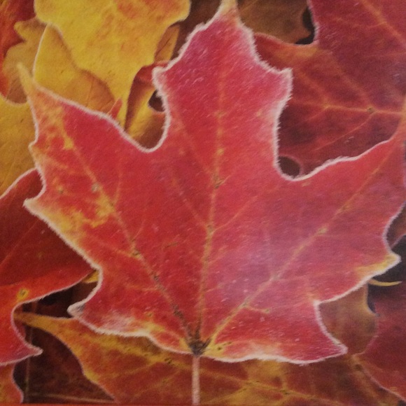 Profile Picture of Lorenda Cox (@lcox24) on Poshmark