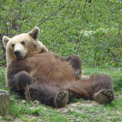 Profile Picture of Forest Guy 🏴 (@josephcassidy7) on Twitter