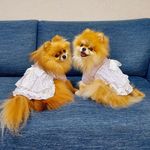 Profile Picture of Andreas Kallenos (@dogyam0) on Instagram