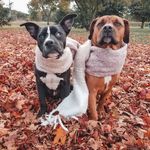Profile Picture of Hendrix and Ariel (@drixyandariel) on Instagram