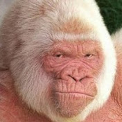 Profile Picture of Tony Baize (@Hildulf) on Youtube