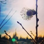 Profile Picture of Bernadette (@duchessandhare) on Instagram