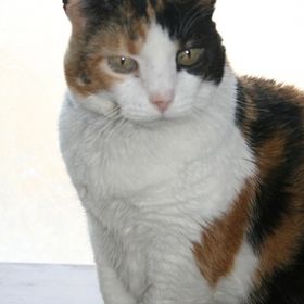 Profile Picture of joni p (@joniperrin) on Pinterest