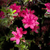 Profile Picture of Mariah Duncan (@mariahperry4264) on Youtube