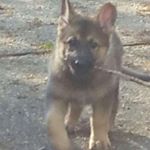 Profile Picture of Leia Evans (@leia_the_german_shepard) on Instagram