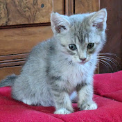 Profile Picture of Laura Roy (@lauraroy7447) on Youtube