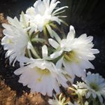 Profile Picture of Shirley Hulley (@shirleyhulley) on Instagram