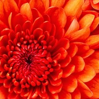 Profile Picture of Shelly Werner (@shelly-werner-7) on Quora