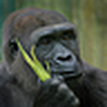 Profile Picture of Richard Cornelius (@pace man 2) on Flickr