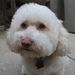 Profile Picture of Claude Willey (@claudewilley) on Pinterest