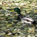 Profile Picture of Hardin (@hardinmoorela) on Instagram