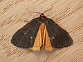 Profile Picture of Castulo doubledayion Wikipedia