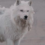 Profile Picture of Julia Reece (@juliareece7540) on Youtube