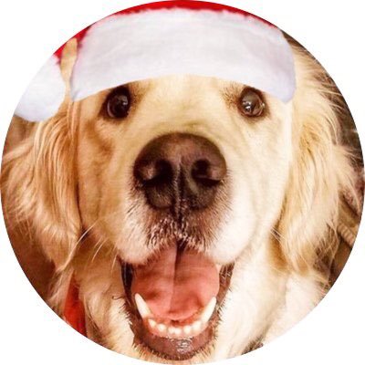 Profile Picture of James, The Dogvocate (@theDogvocate) on Twitter