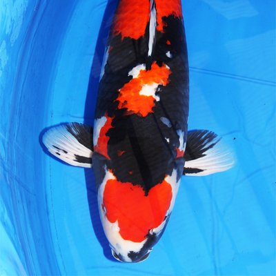 Profile Picture of Nguyen Duc Thien (@alex682013) on Twitter