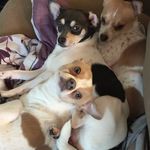 Profile Picture of Rallo Roxy Chloe Wyatt Rupert (@brandi12368) on Instagram