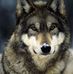 Profile Picture of Seth Wolf (@seth.wolf.982) on Facebook