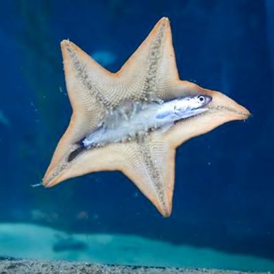 Profile Picture of Shawn Raphael Scaffa (@SaltyBoi84) on Twitter