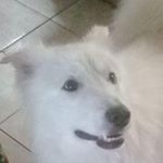 Profile Picture of Sebastian Antonio Tiznado (@sebastian_cazuela_) on Instagram