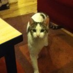 Profile Picture of nafeesahmahmood (@nafeesahmahmood) on Instagram