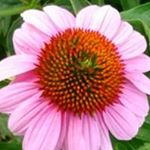 Profile Picture of Judith Randall-Garmon (@judithrandall64) on Instagram