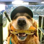 Profile Picture of Dingus (@matthewisdying) on Instagram