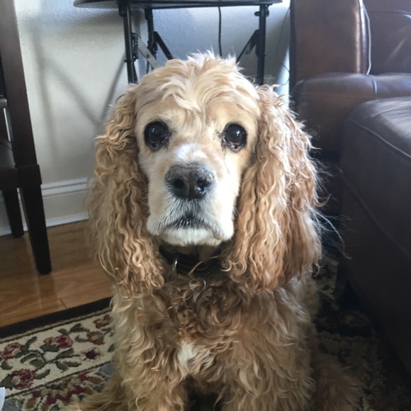 Profile Picture of Jackie Knopp (@decor8jake) on Poshmark