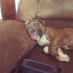 Profile Picture of Steve Sarosy Jr. (@clevelandsfinesthtgandac) on Instagram