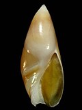 Profile Picture of Amalda bullioideson Wikipedia
