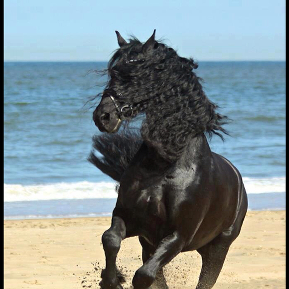 Profile Picture of Pamela Kallenberger (@shellsandshores) on Poshmark