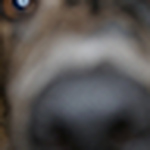 Profile Picture of Jeremy Kopman (@brakiri47) on Flickr