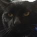 Profile Picture of Tommy Sharkey (@tommy.sharkey.39) on Facebook