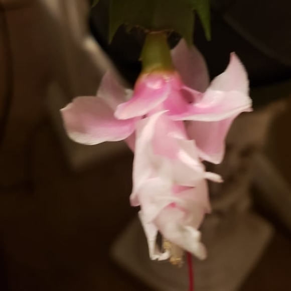Profile Picture of Rosemarie Township (@rosemarie198) on Poshmark