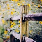 Profile Picture of arunashankar (@aruna_shankar26) on Instagram