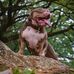 Profile Picture of Jeremy Russel (fine ass bullies) (@royal.bullyz.7) on Facebook