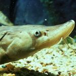 Profile Picture of Daniel.D Sturgeon (@daniel.dsturgeon) on Instagram