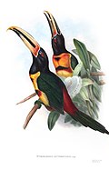 Profile Picture of Aracarion Wikipedia