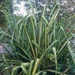 Profile Picture of Steve Chaplin (@chaplin.steve) on Instagram