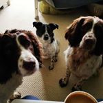 Profile Picture of Smee Alice and Milly Springers (@smee_alice_milly_springers) on Instagram