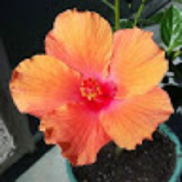 Profile Picture of Emily Steinbaugh (@mles1010) on Poshmark