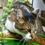 Profile Picture of Shelly Heinzig (@shellyheinzig) on Instagram