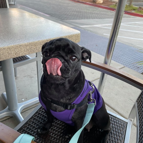 Profile Picture of Evangeline Phann (@evangelinephann) on Poshmark