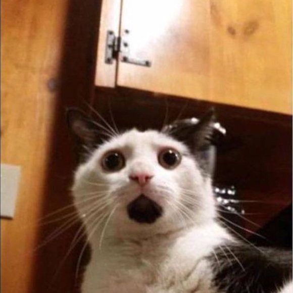 Profile Picture of Michelle Disabato (@meeshie26) on Poshmark