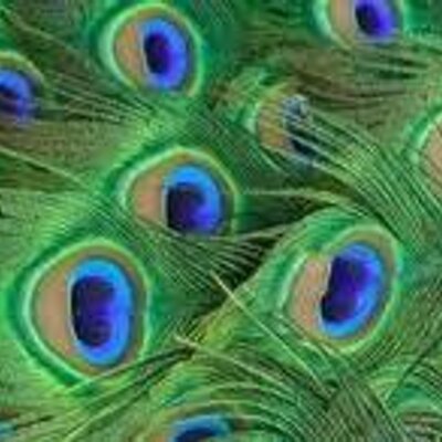 Profile Picture of Robin Manning (@Robin_Manning) on Twitter