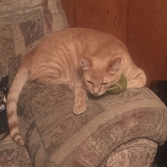 Profile Picture of Brianna Gerhardt (@bella99117) on Poshmark