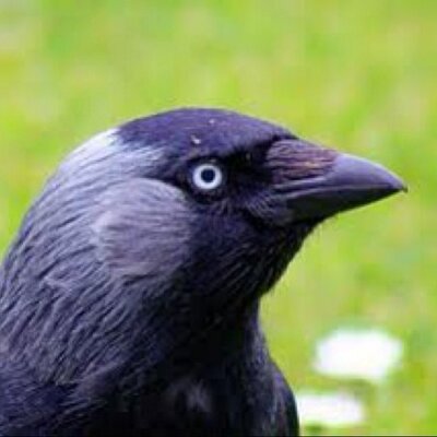 Profile Picture of Neil The Crow (@UnofficialNeil_) on Twitter