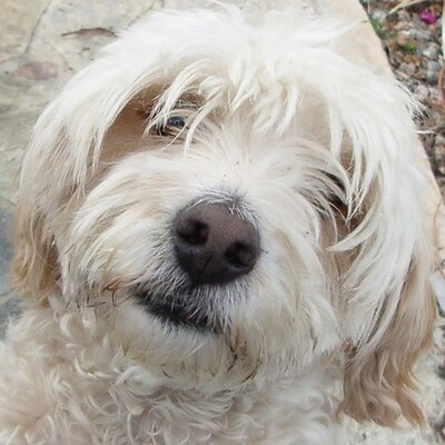 Profile Picture of Roger Fowler (@15dogs) on Twitter